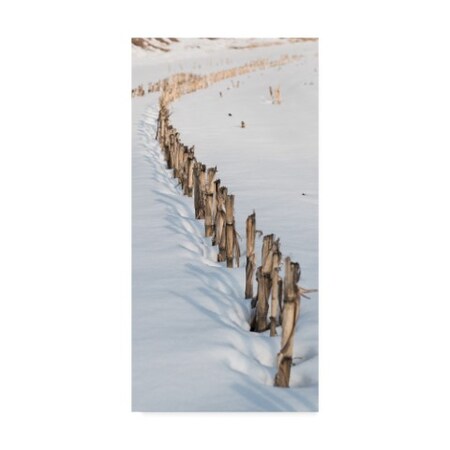 Trademark Fine Art Brenda Petrella Photography Llc 'Old Corn Row' Canvas Art, 16x32 ALI40415-C1632GG